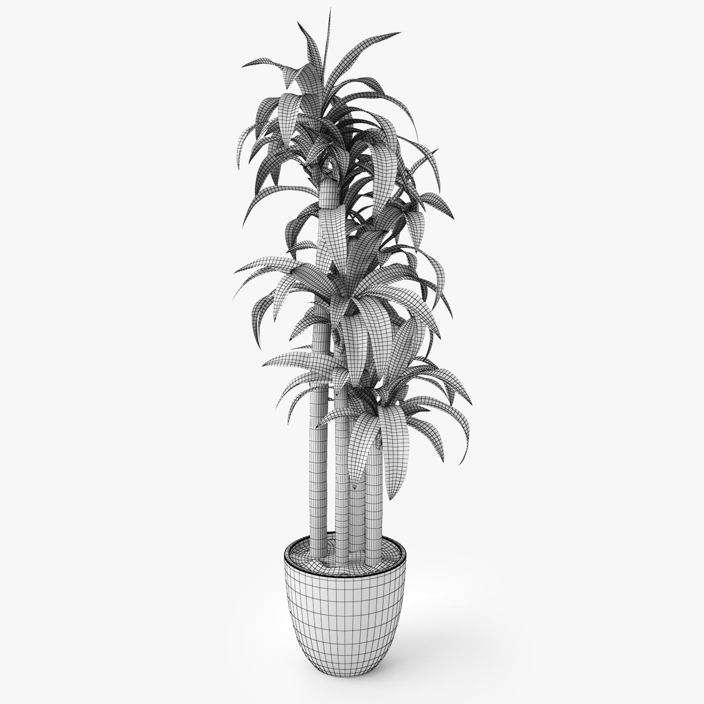 Dracaena Massangeana Potted Plant 3D Model