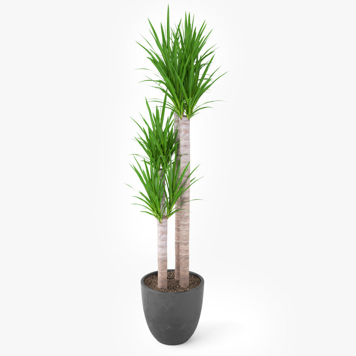 FREE Yucca Elephantipes Potted Plant 3D Model