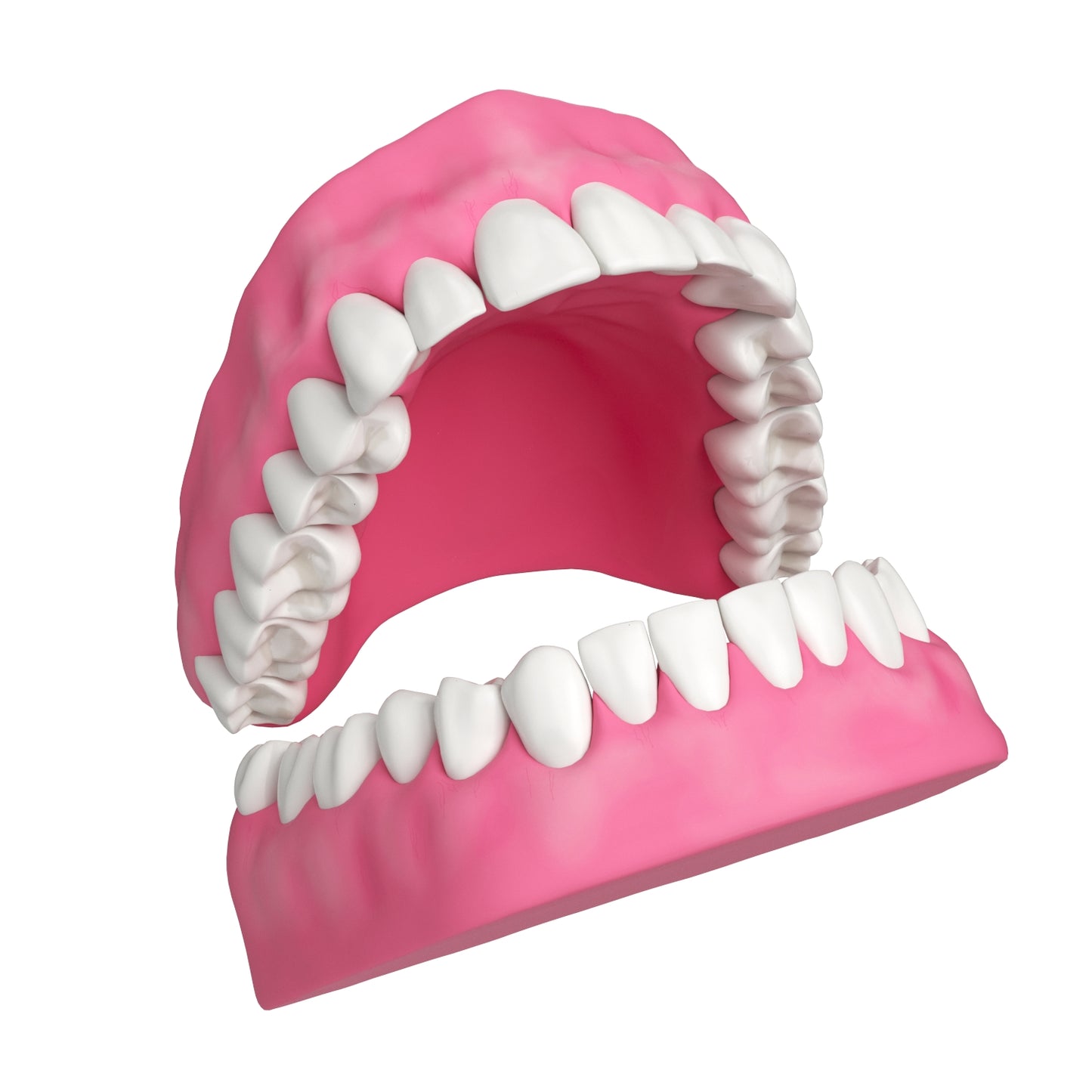 Human Teeth and Gums 3D Model