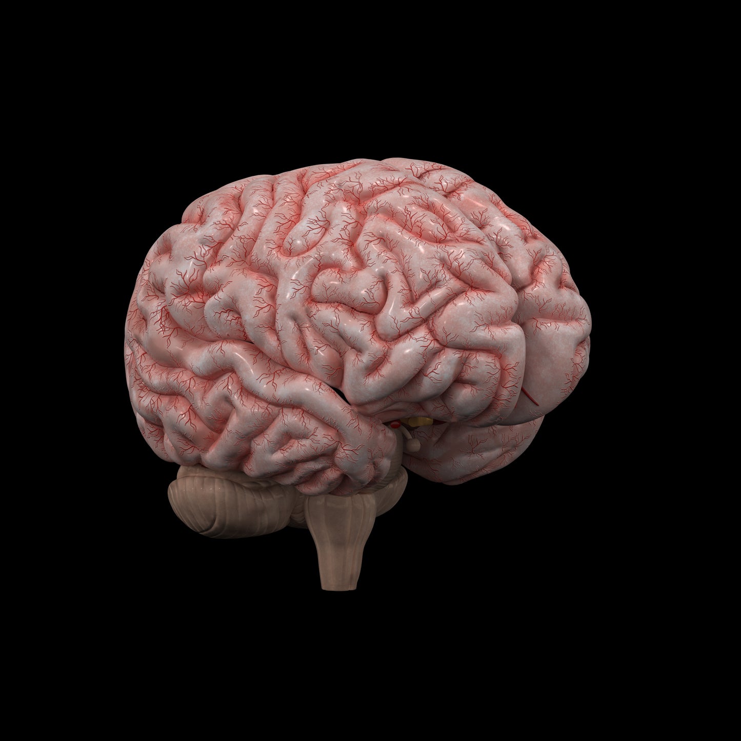 Human Brain 3D Model