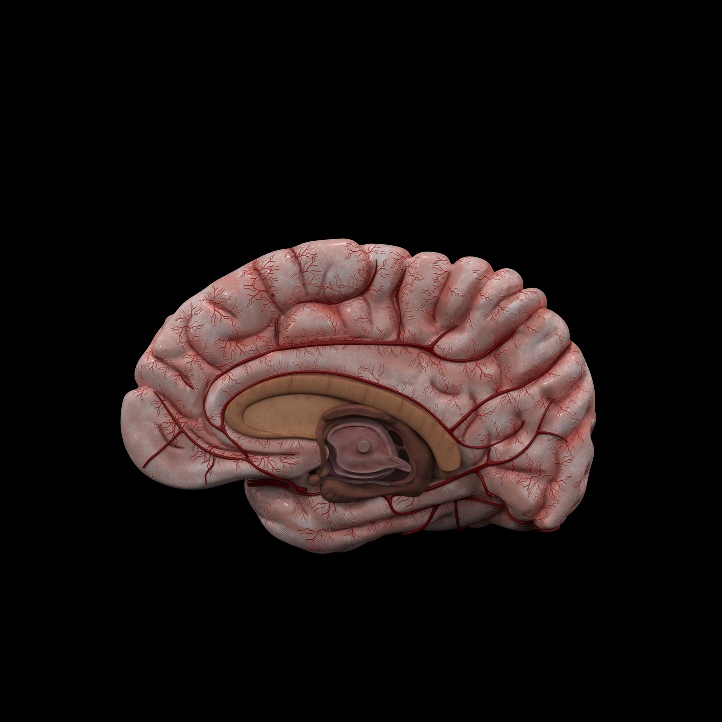 Human Brain 3D Model