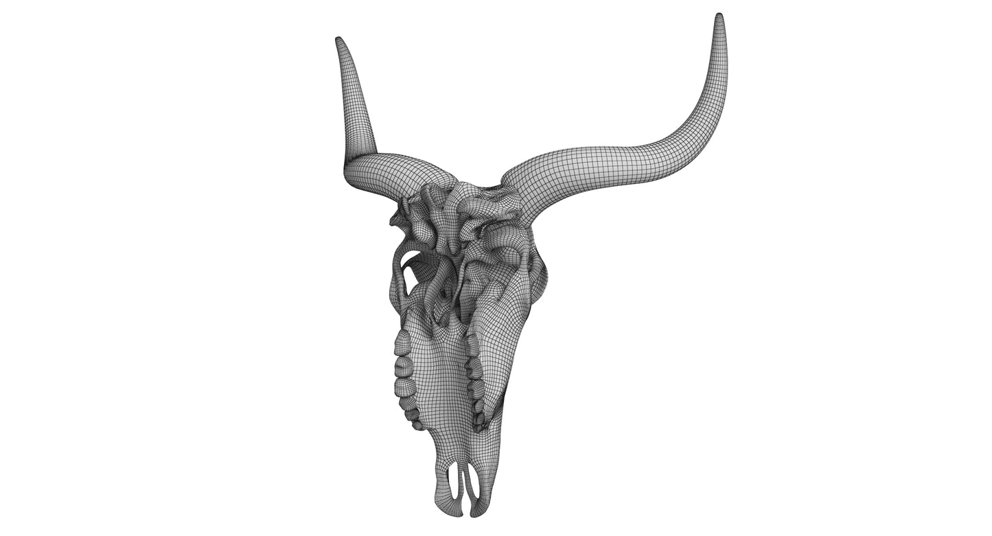 Cattle Skull and Horns 3D Model