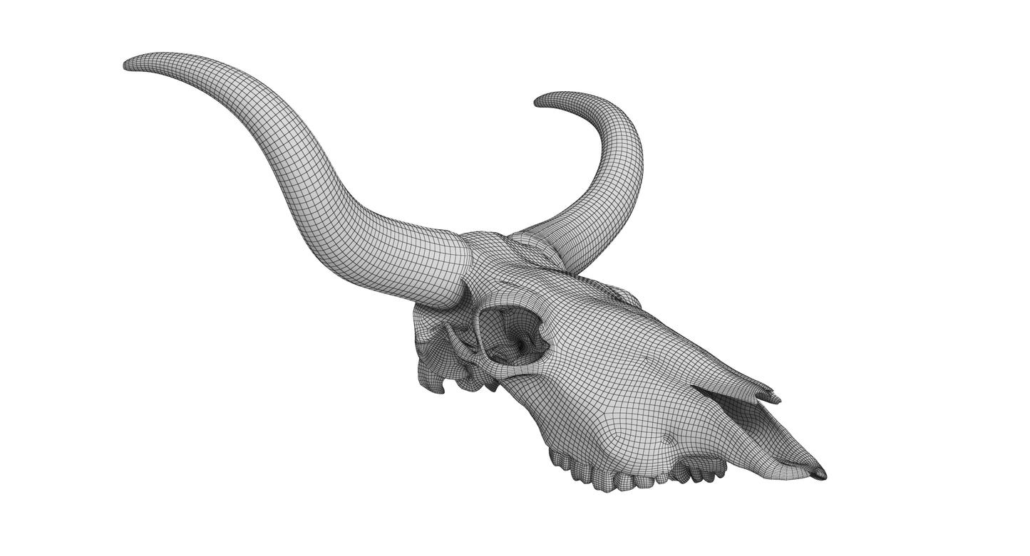 Cattle Skull and Horns 3D Model