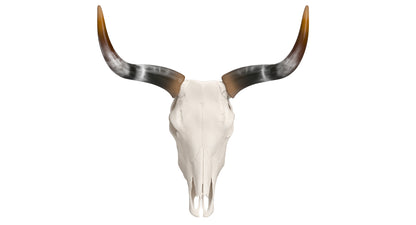 Cattle Skull and Horns 3D Model