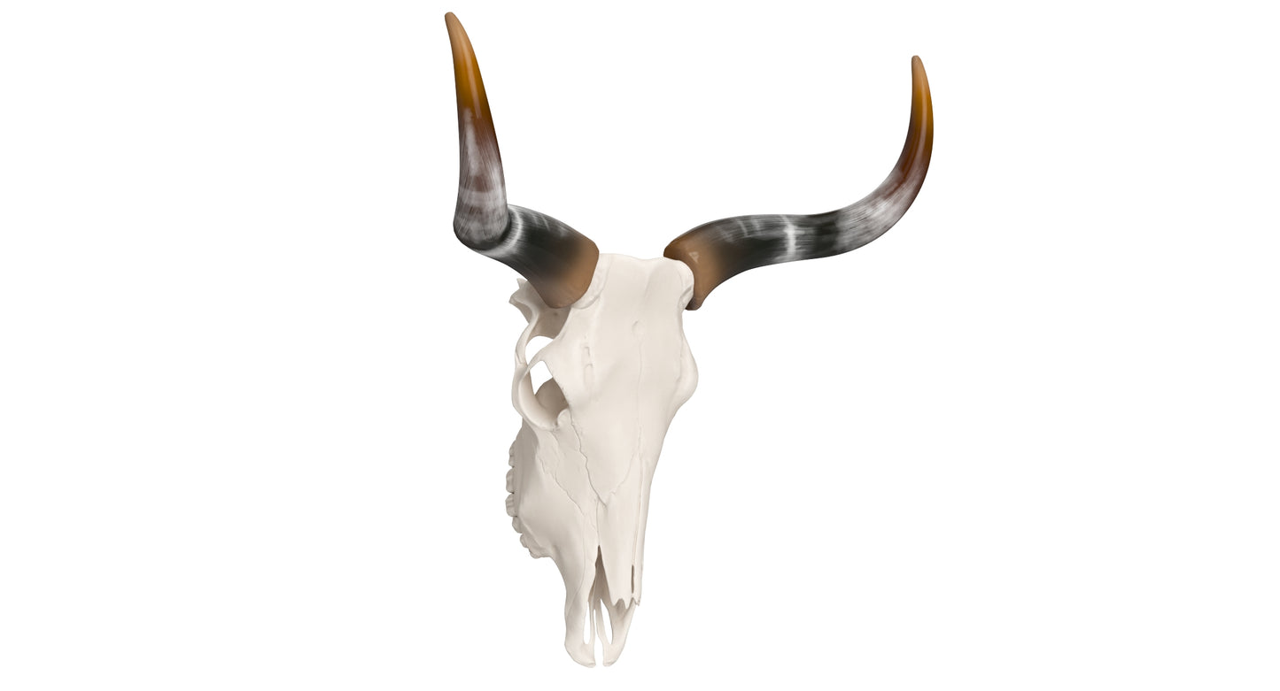 Cattle Skull and Horns 3D Model