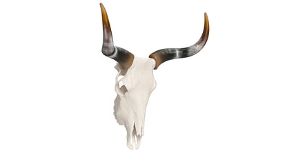 Cattle Skull and Horns 3D Model