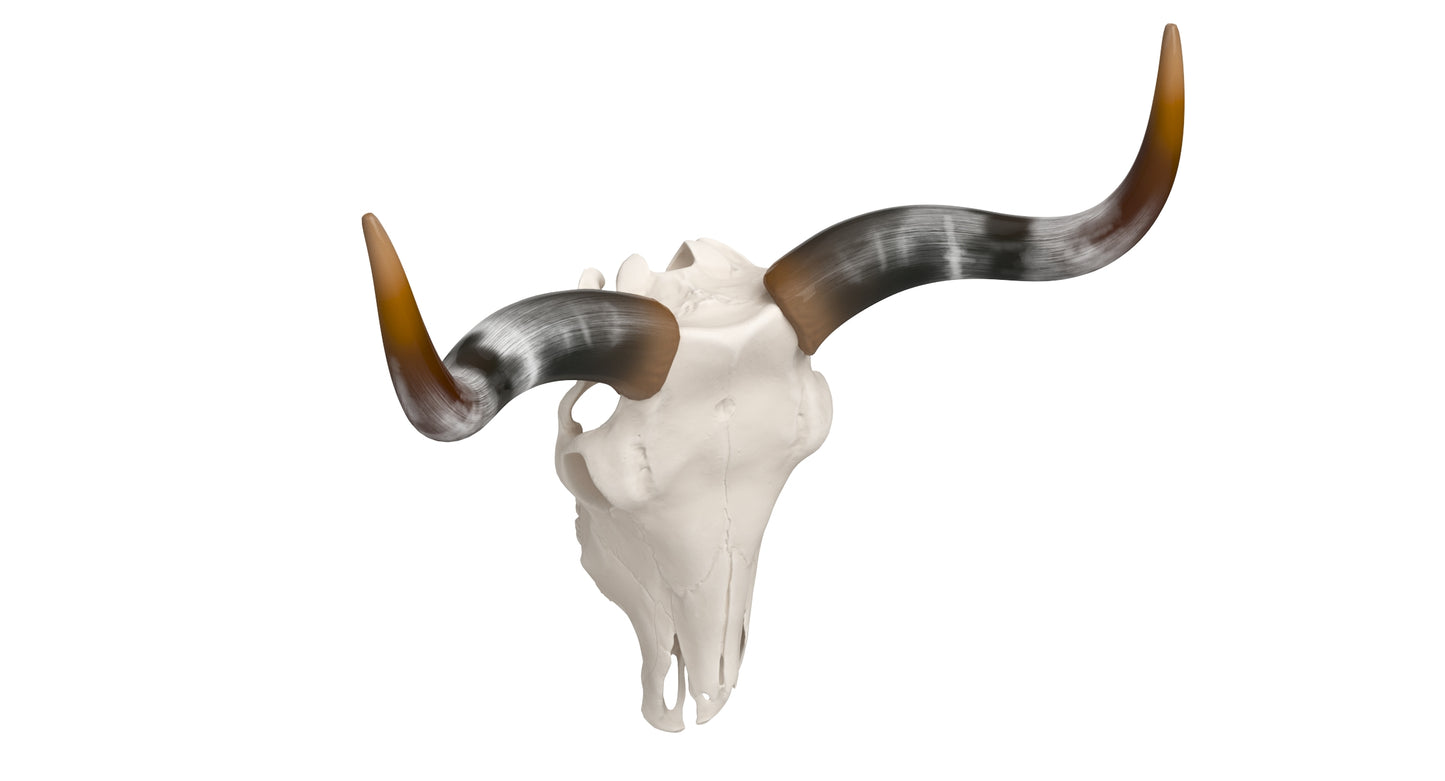 Cattle Skull and Horns 3D Model