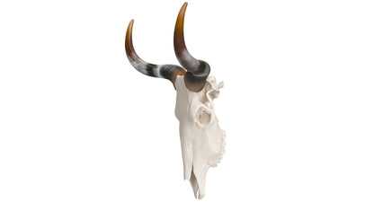 Cattle Skull and Horns 3D Model