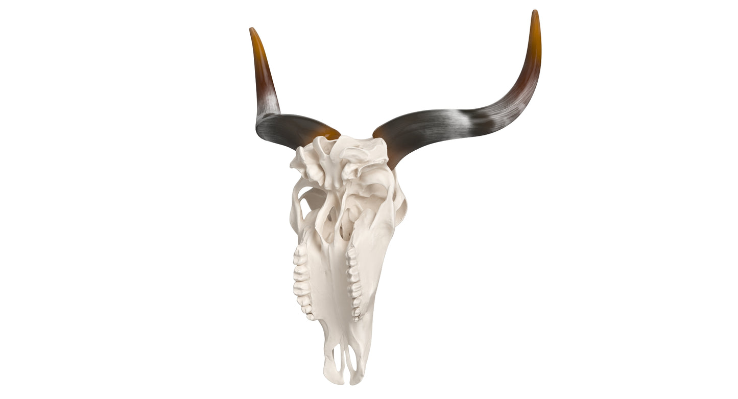 Cattle Skull and Horns 3D Model