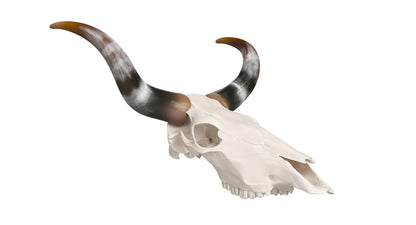 Cattle Skull and Horns 3D Model