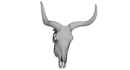 Cattle Skull and Horns 3D Model