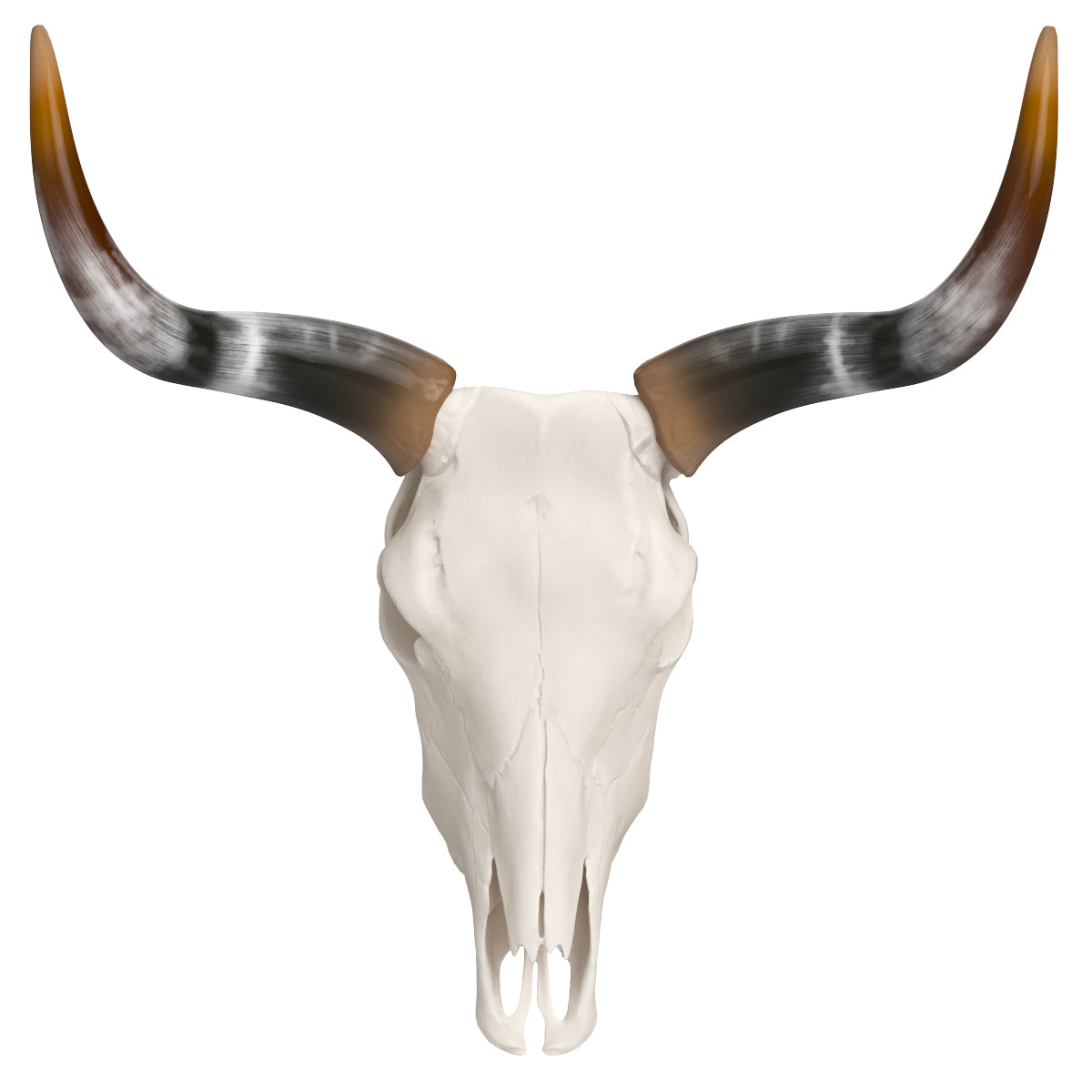 Cattle Skull and Horns 3D Model