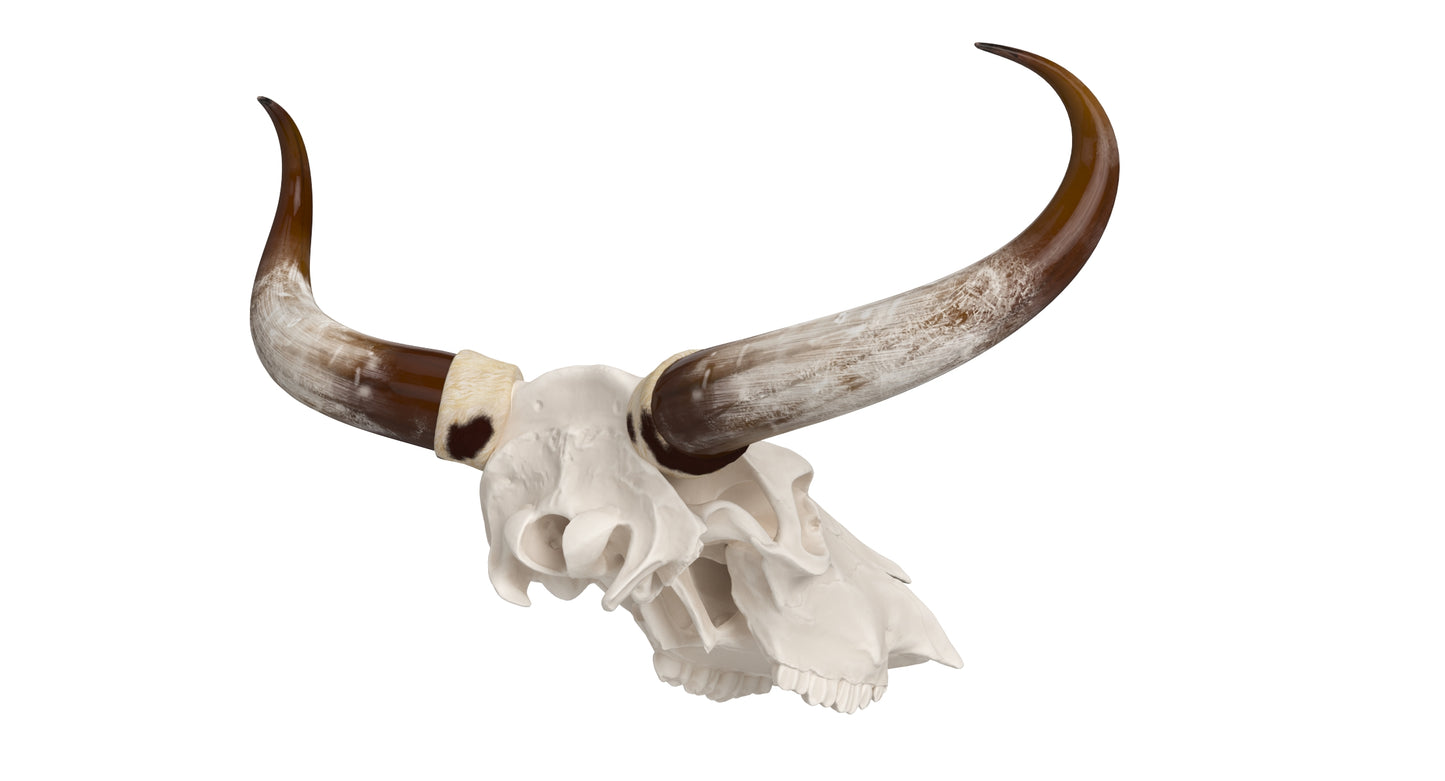 Cattle Cow Skull and Horns 3D Model