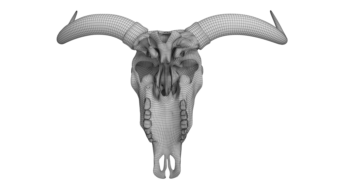 Cattle Cow Skull and Horns 3D Model