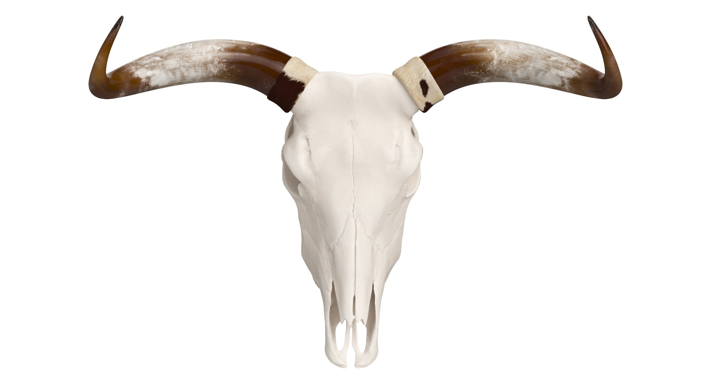 Cattle Cow Skull and Horns 3D Model