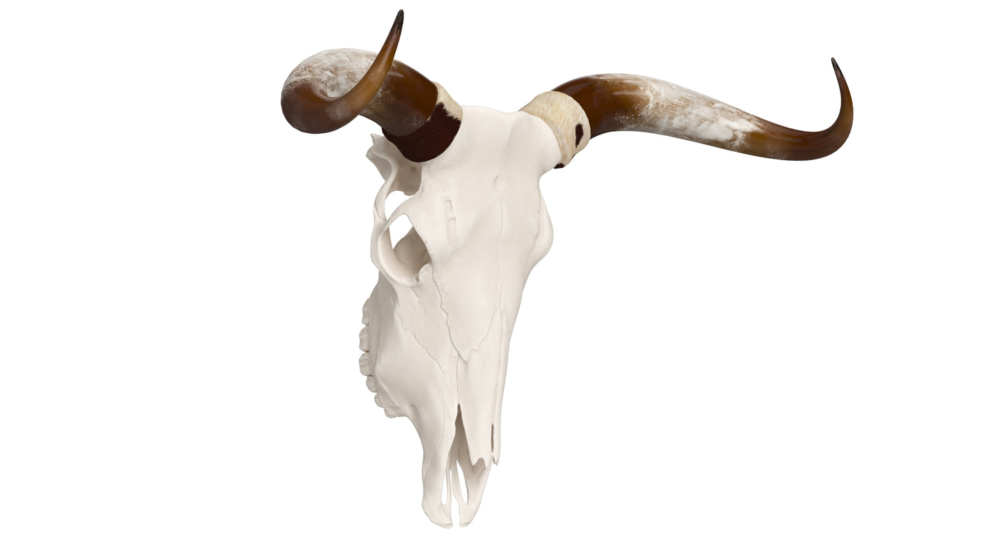 Cattle Cow Skull and Horns 3D Model