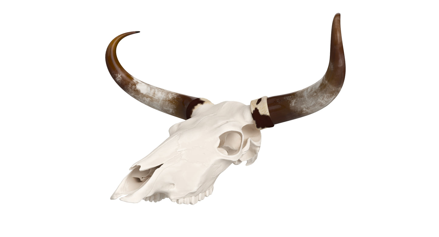 Cattle Cow Skull and Horns 3D Model