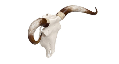 Cattle Cow Skull and Horns 3D Model