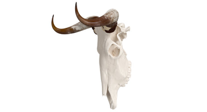 Cattle Cow Skull and Horns 3D Model