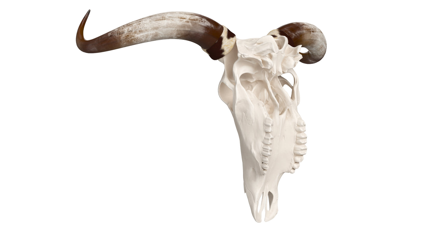 Cattle Cow Skull and Horns 3D Model