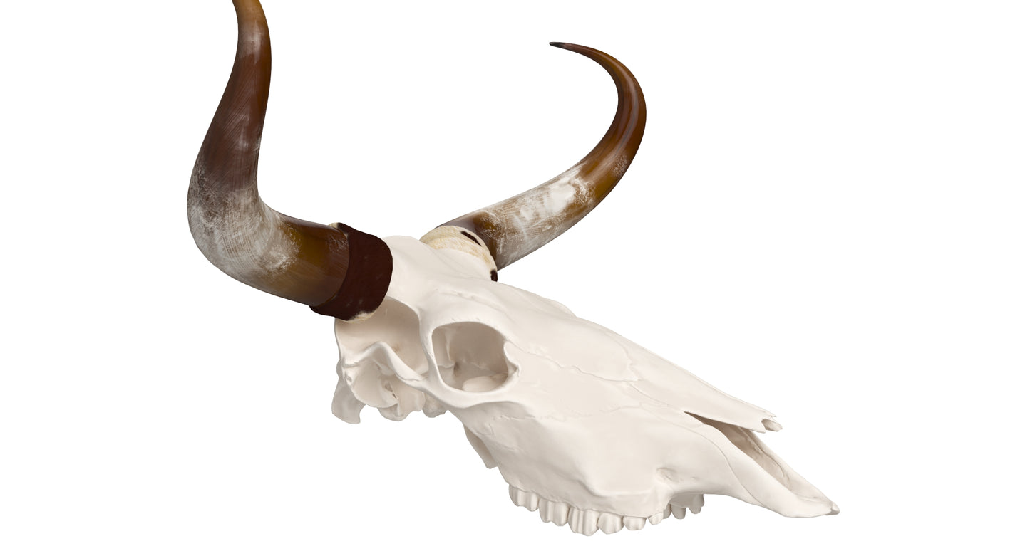 Cattle Cow Skull and Horns 3D Model