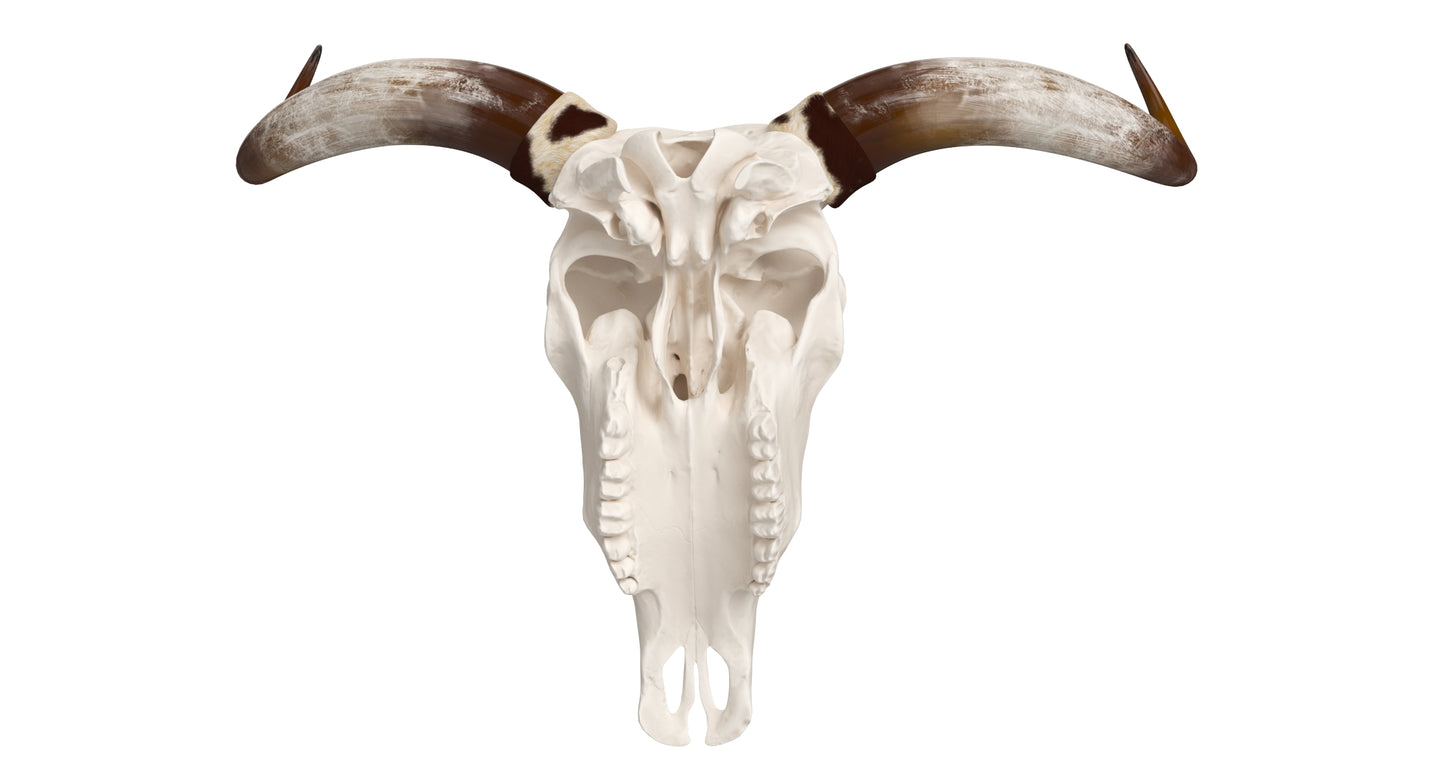 Cattle Cow Skull and Horns 3D Model