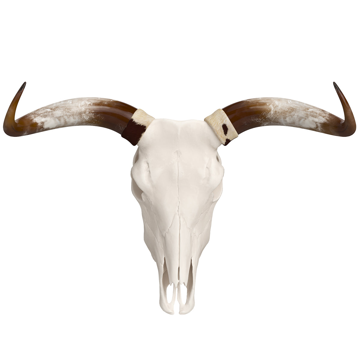 Cattle Cow Skull and Horns 3D Model