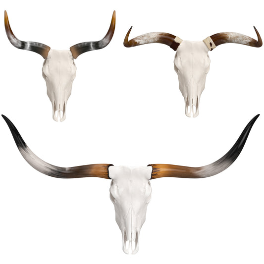 Cattle Cow Skull and Horns Collection 3D Model