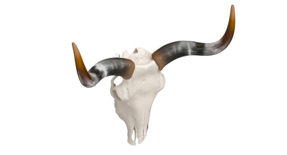 Cattle Cow Skull and Horns Collection 3D Model