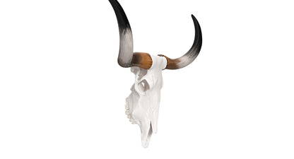 Cattle Cow Skull and Horns Collection 3D Model