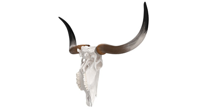 Cattle Cow Skull and Horns Collection 3D Model