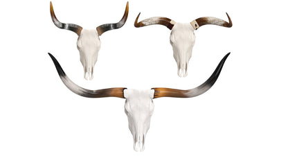 Cattle Cow Skull and Horns Collection 3D Model