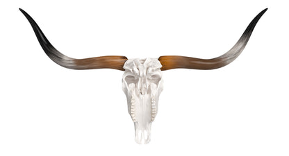 Cattle Cow Skull and Horns Collection 3D Model