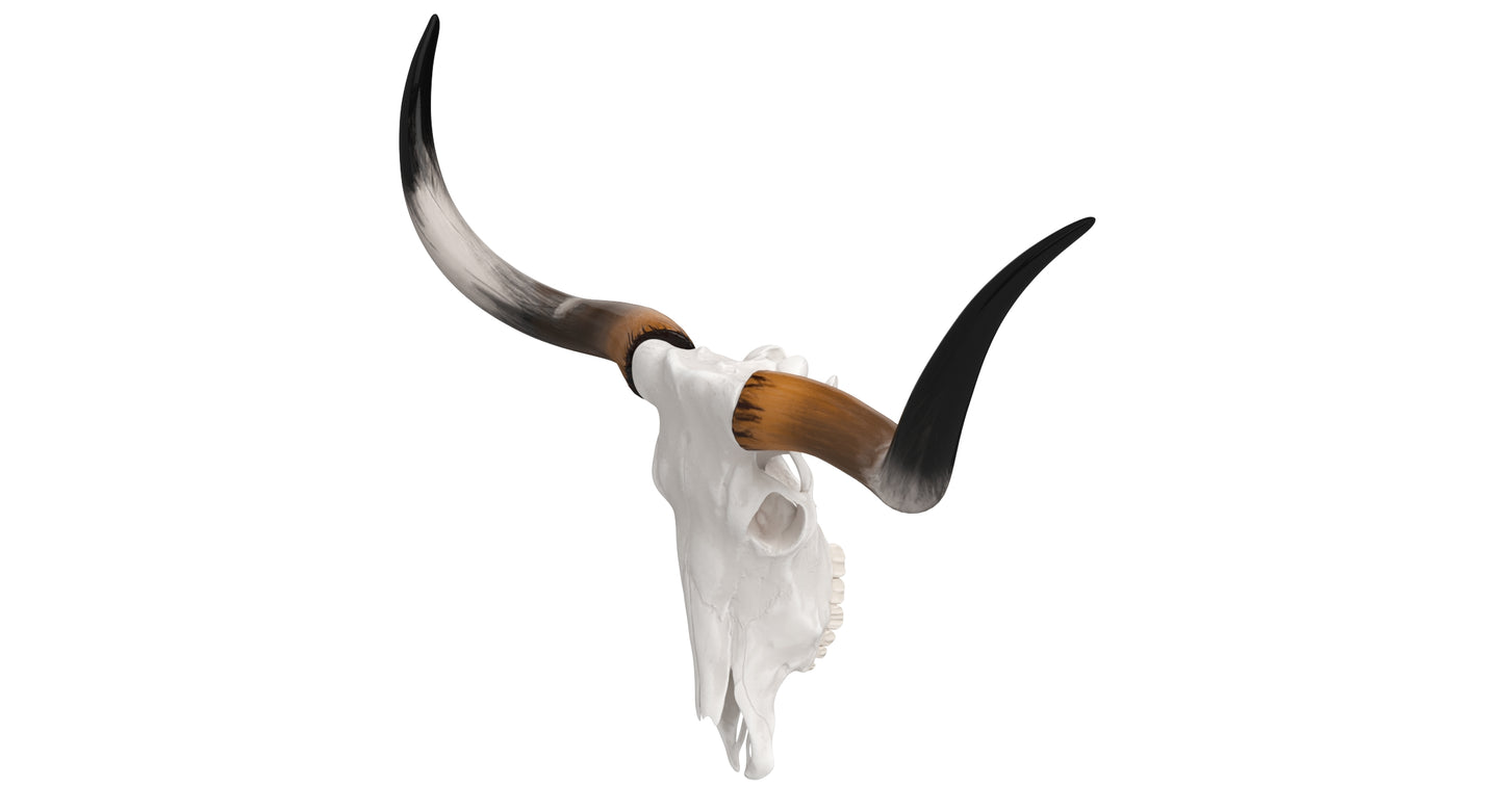 Cattle Cow Skull and Horns Collection 3D Model