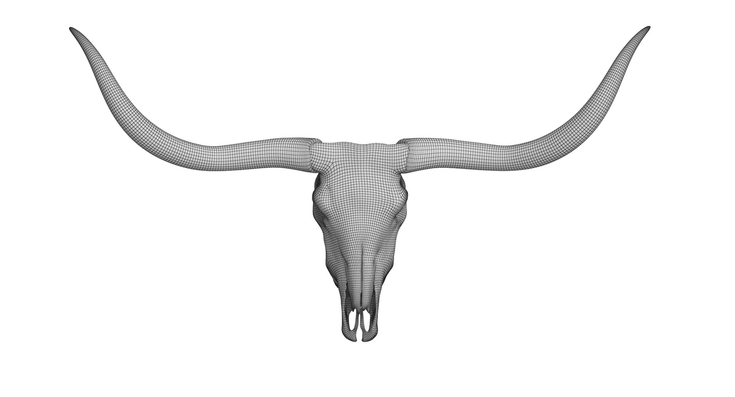 Cattle Cow Skull and Horns Collection 3D Model