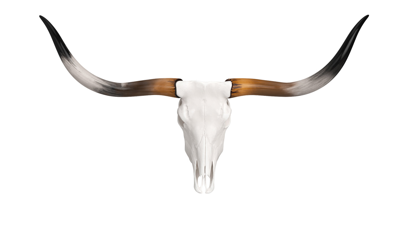 Cattle Cow Skull and Horns Collection 3D Model