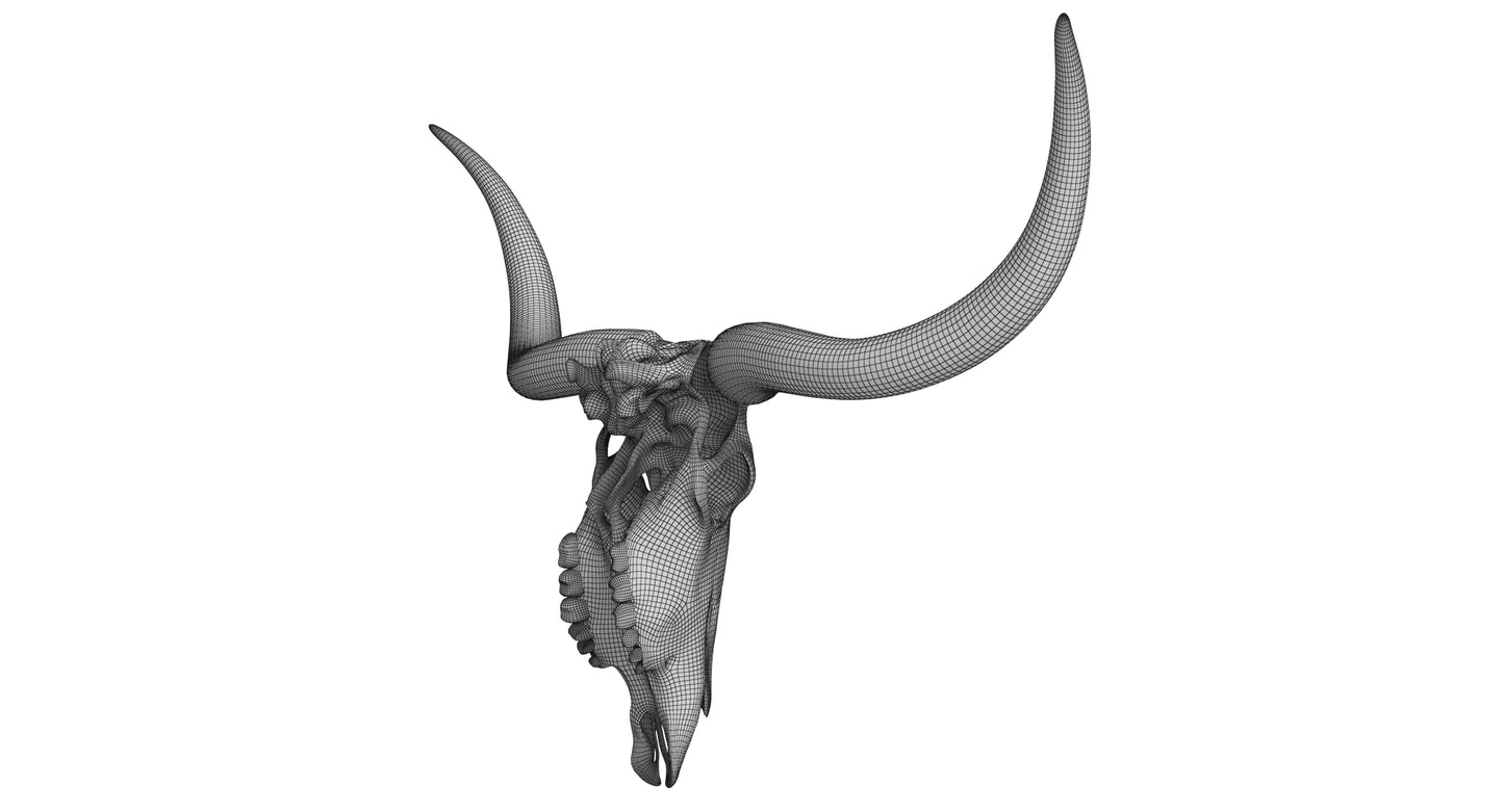 Cattle Cow Skull and Horns Collection 3D Model