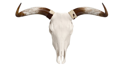 Cattle Cow Skull and Horns Collection 3D Model