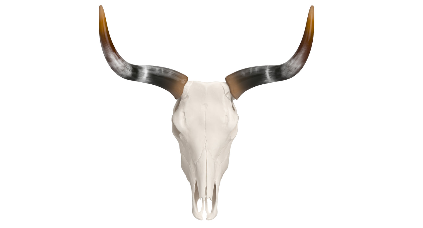 Cattle Cow Skull and Horns Collection 3D Model