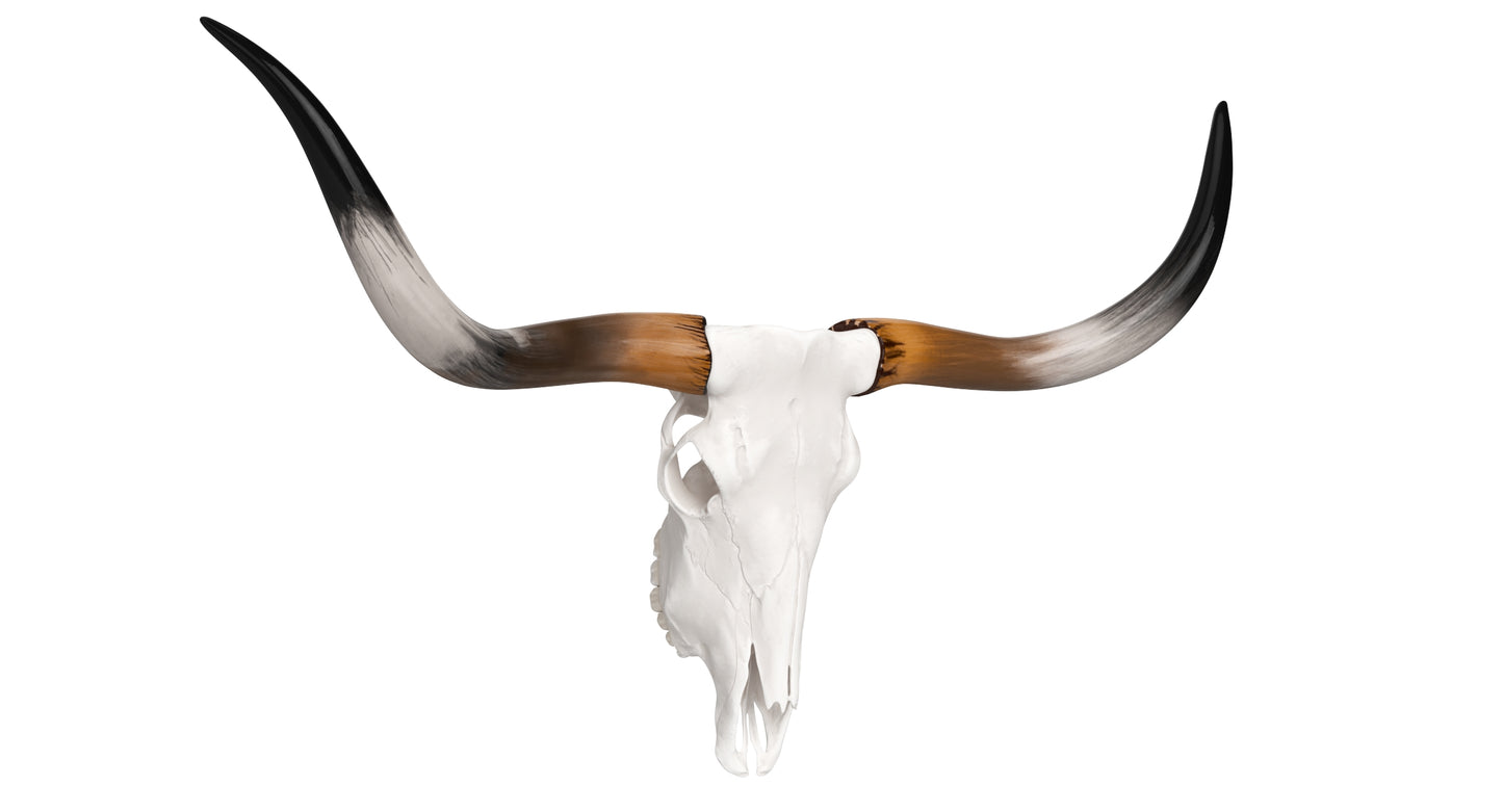 Cattle Cow Skull and Horns Collection 3D Model