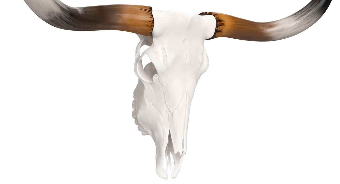 Cattle Cow Skull and Horns Collection 3D Model