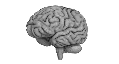 Human Brain 3D Model