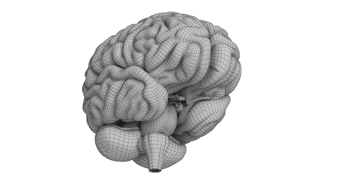 Human Brain 3D Model