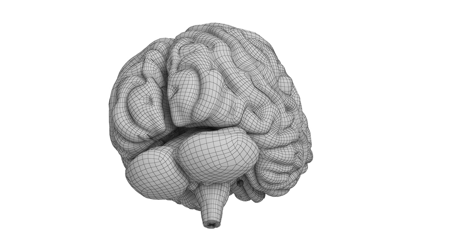 Human Brain 3D Model