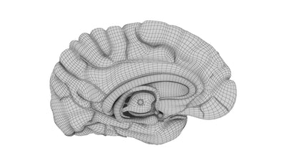 Human Brain 3D Model