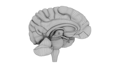 Human Brain 3D Model