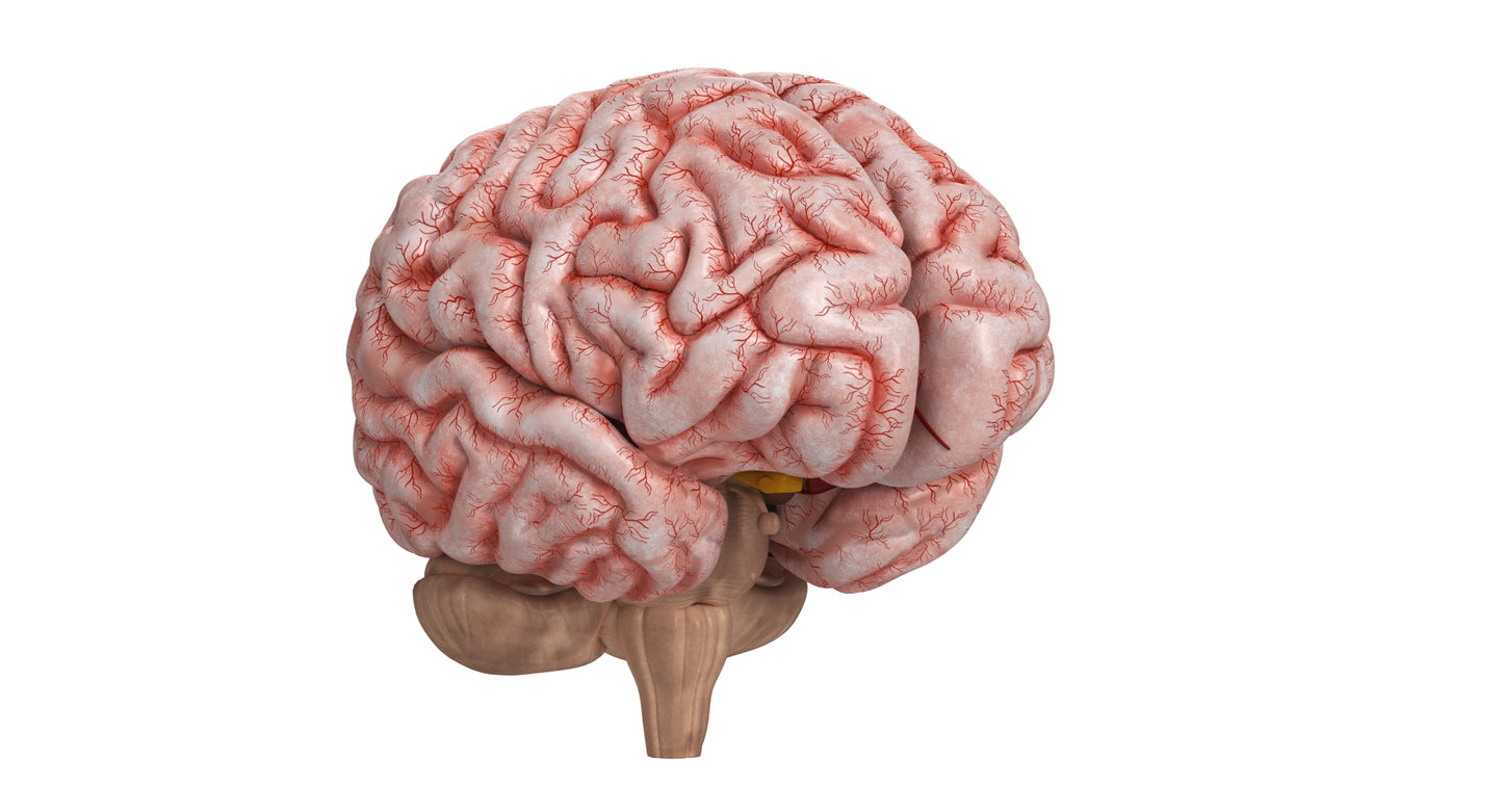 Human Brain 3D Model