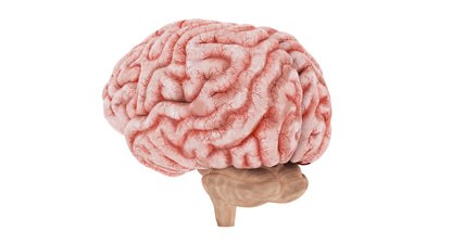 Human Brain 3D Model