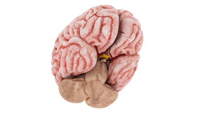 Human Brain 3D Model