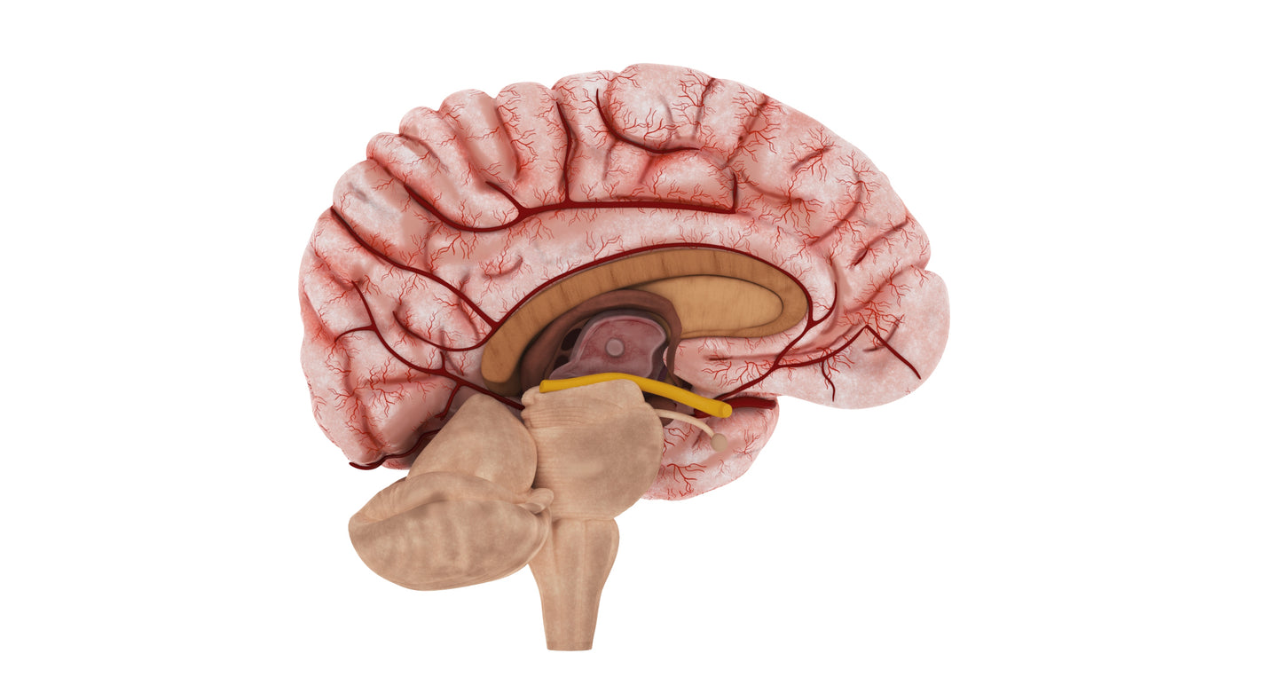 Human Brain 3D Model